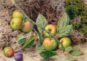 Pommes sur une branche